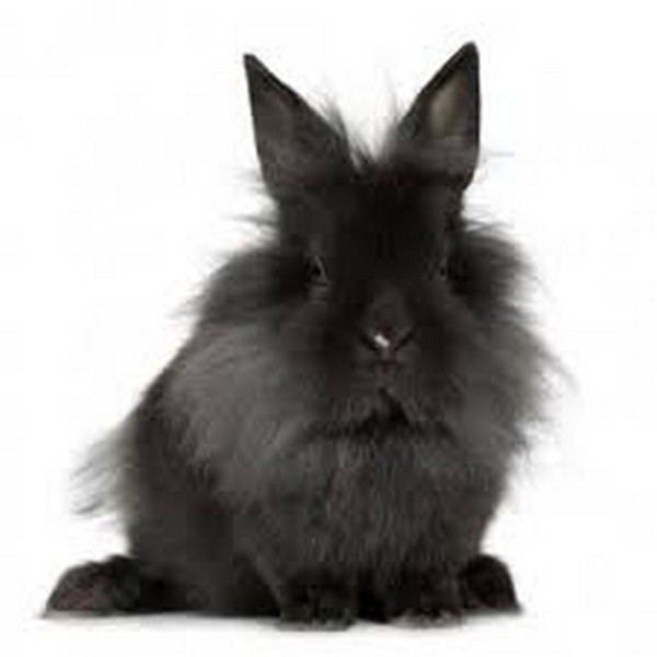 Lapin tete de lion L'ANIMALERIE MONTPELLIER