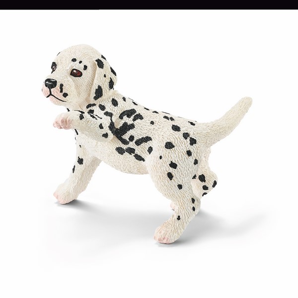 Bebe Dalmatien L Animalerie Montpellier